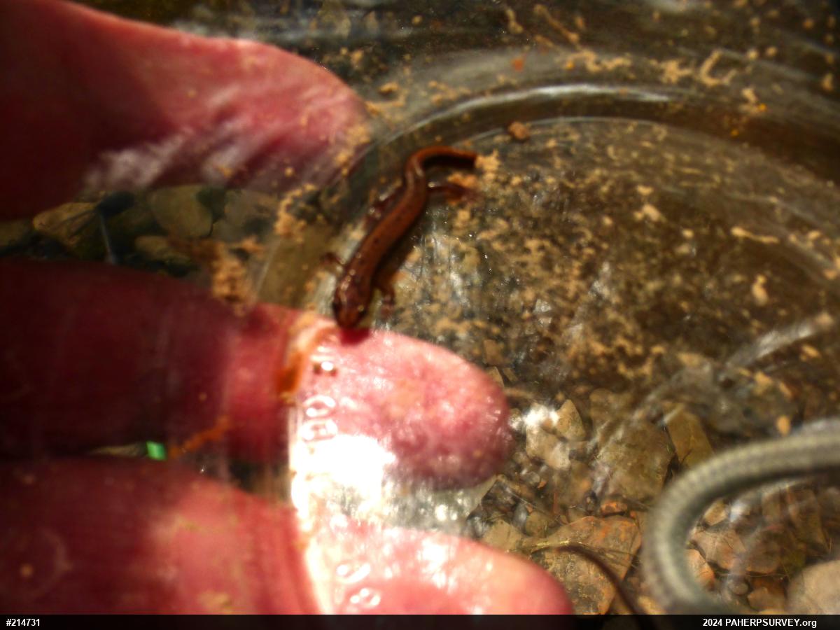 Allegheny Mountain Dusky Salamander
