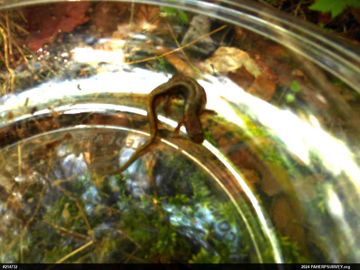 Allegheny Mountain Dusky Salamander