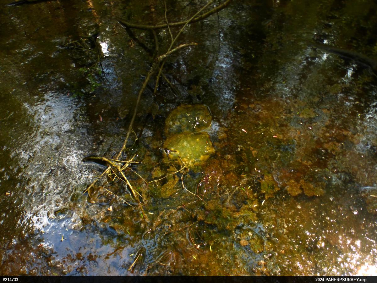 Spotted Salamander
