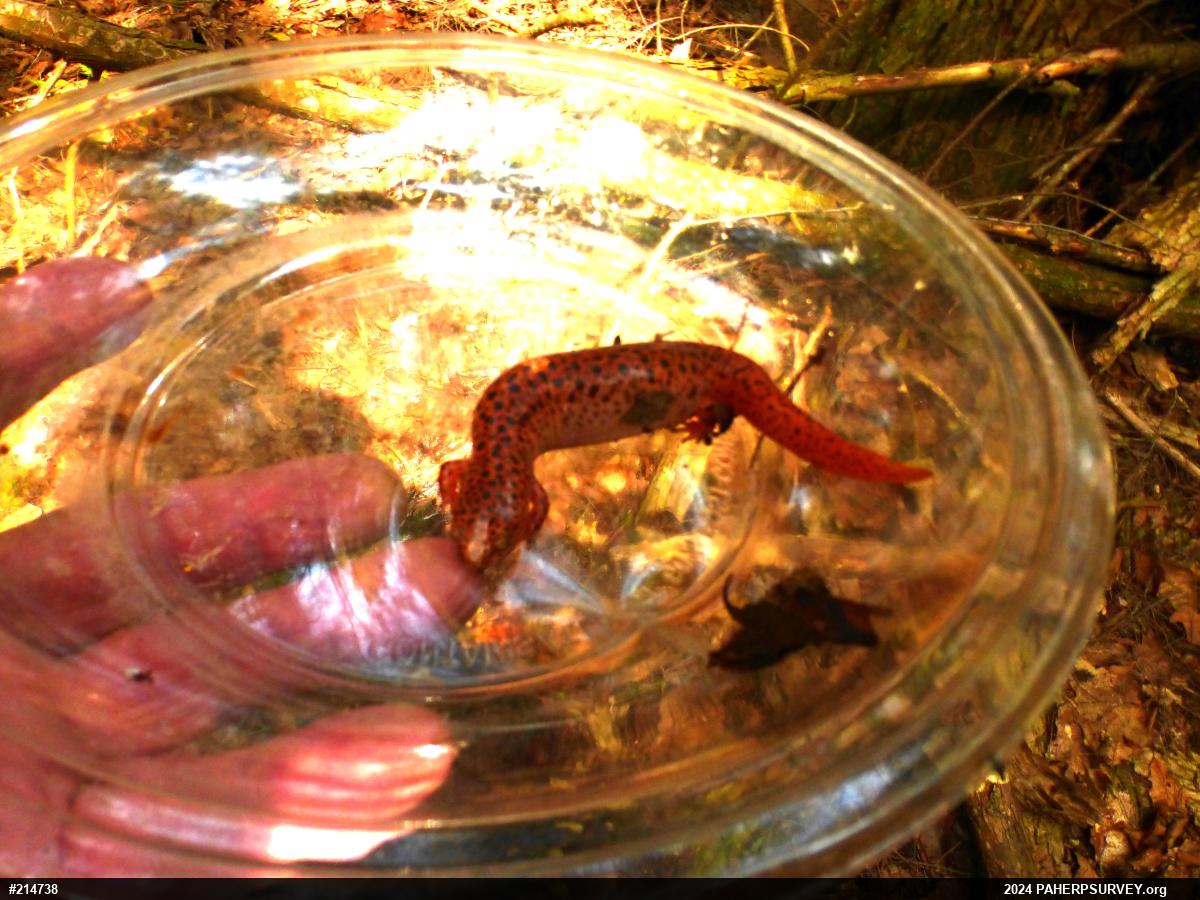 Northern Red Salamander
