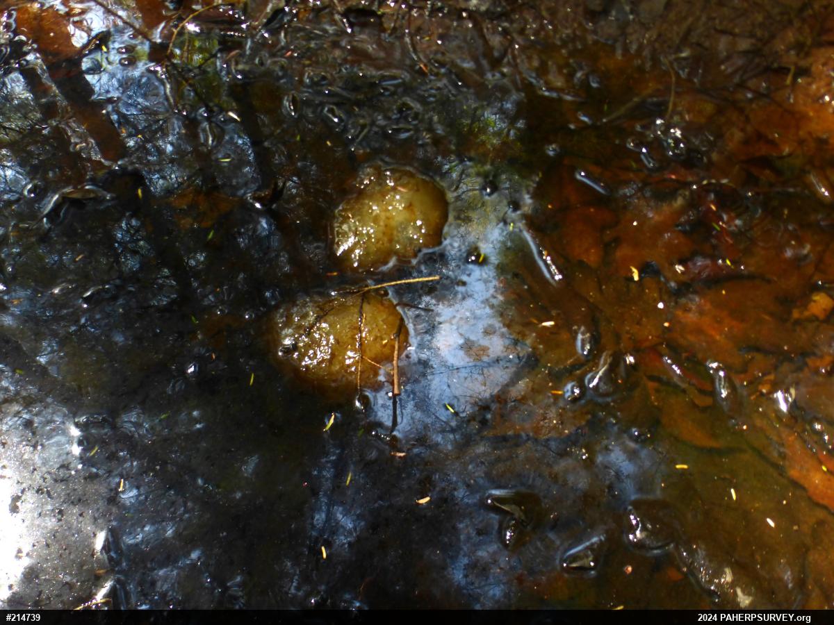 Spotted Salamander