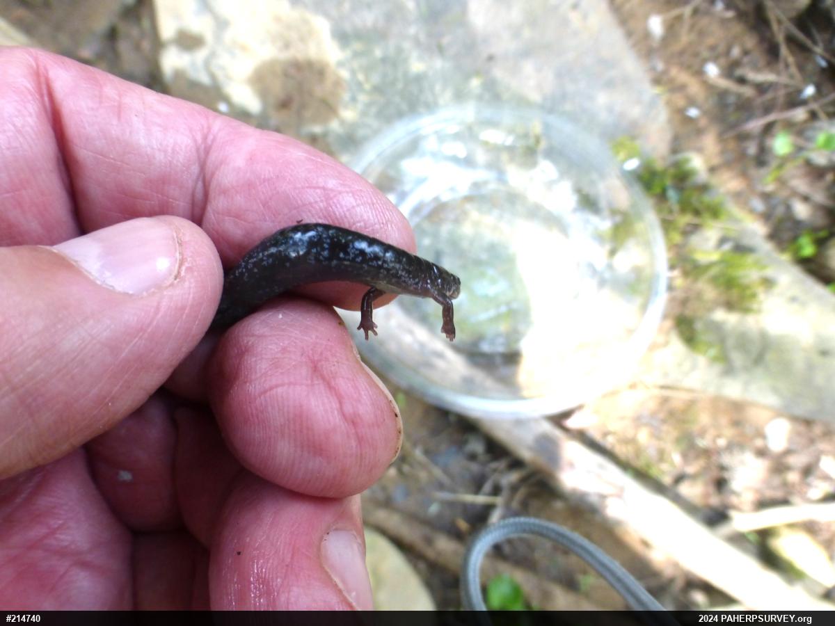 Northern Dusky Salamander