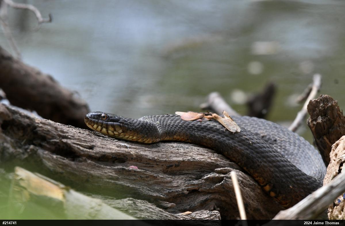 Northern Watersnake