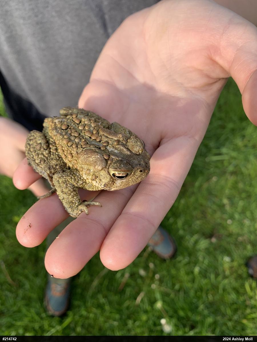 Eastern American Toad