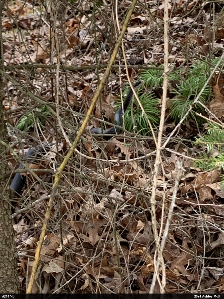 Northern Black Racer