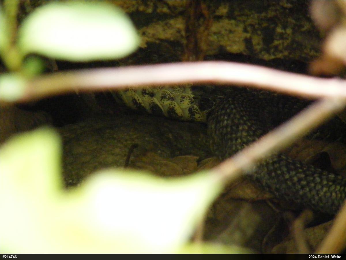 Timber Rattlesnake