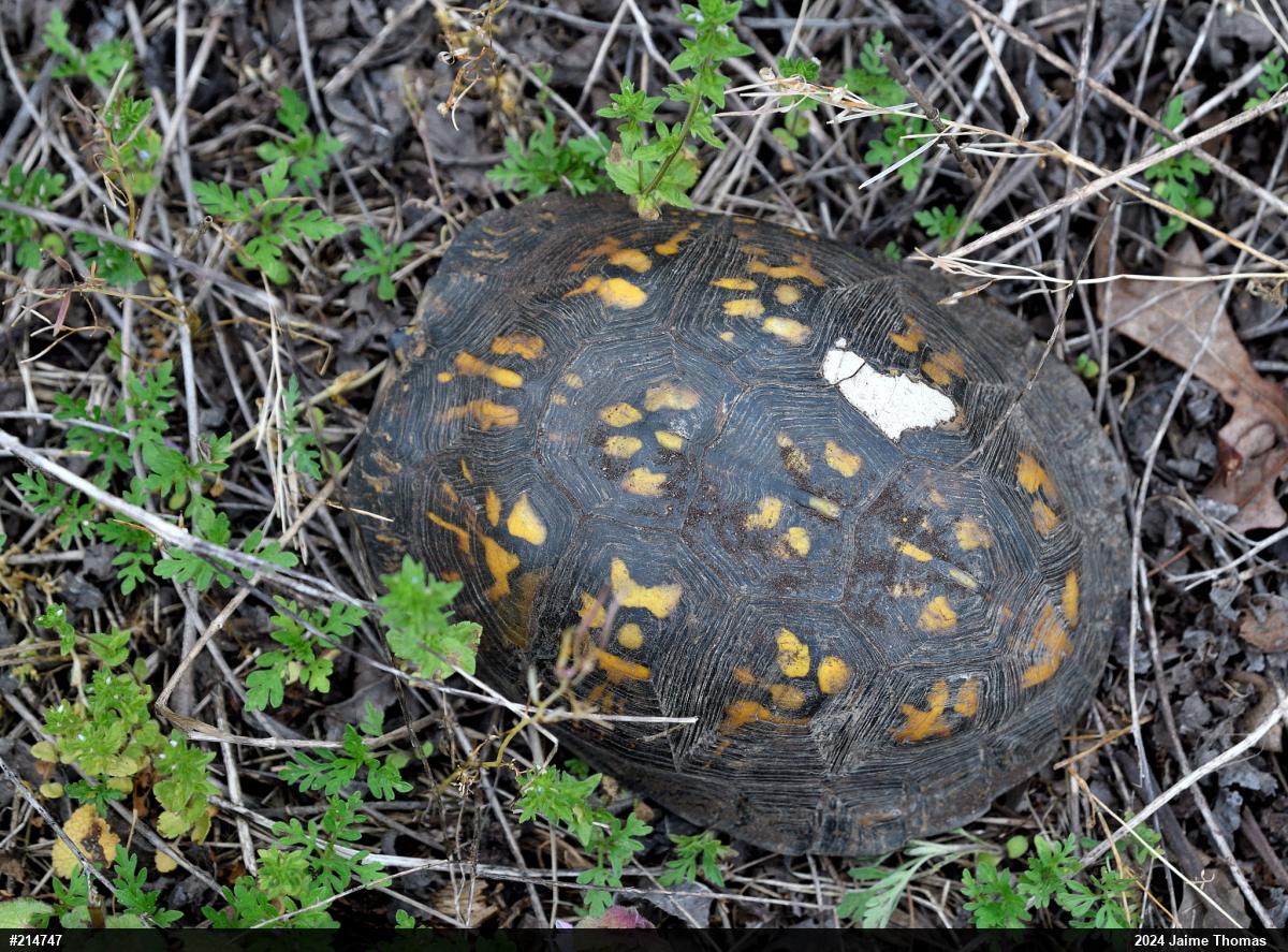 Eastern Box Turtle