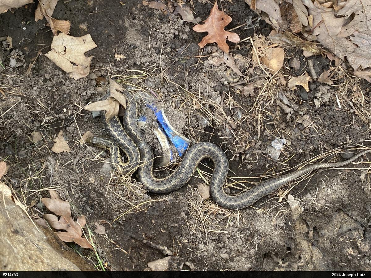 Eastern Gartersnake