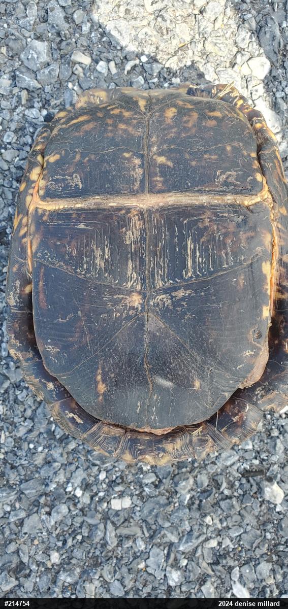 Eastern Box Turtle