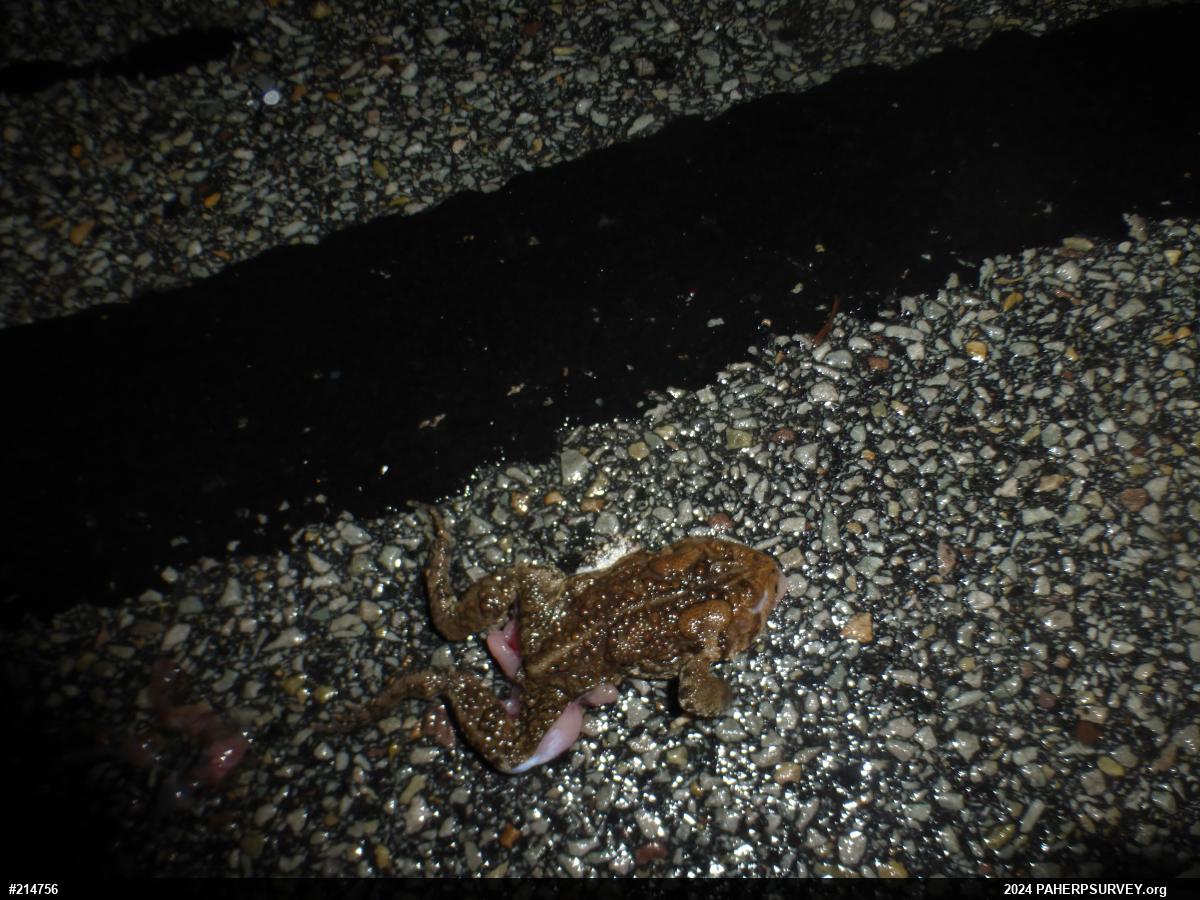 Eastern American Toad