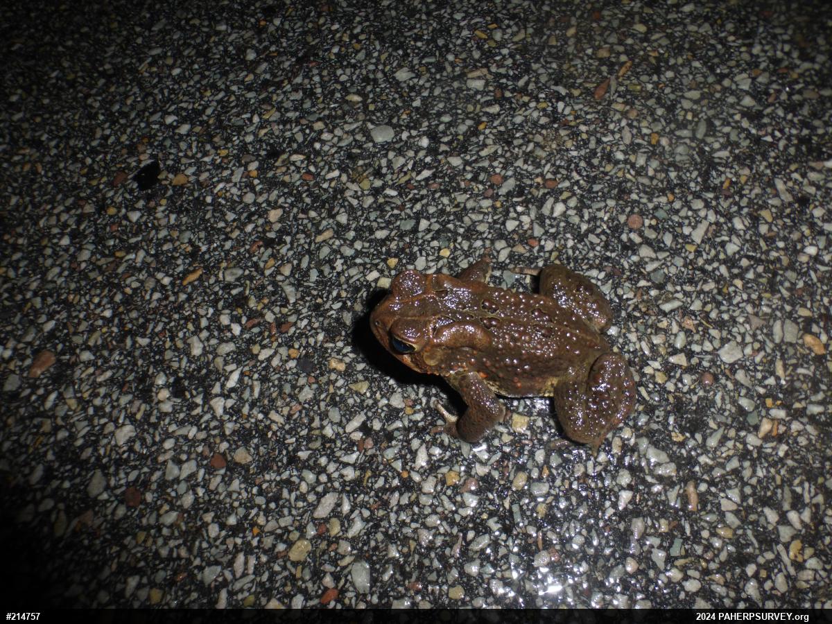 Eastern American Toad