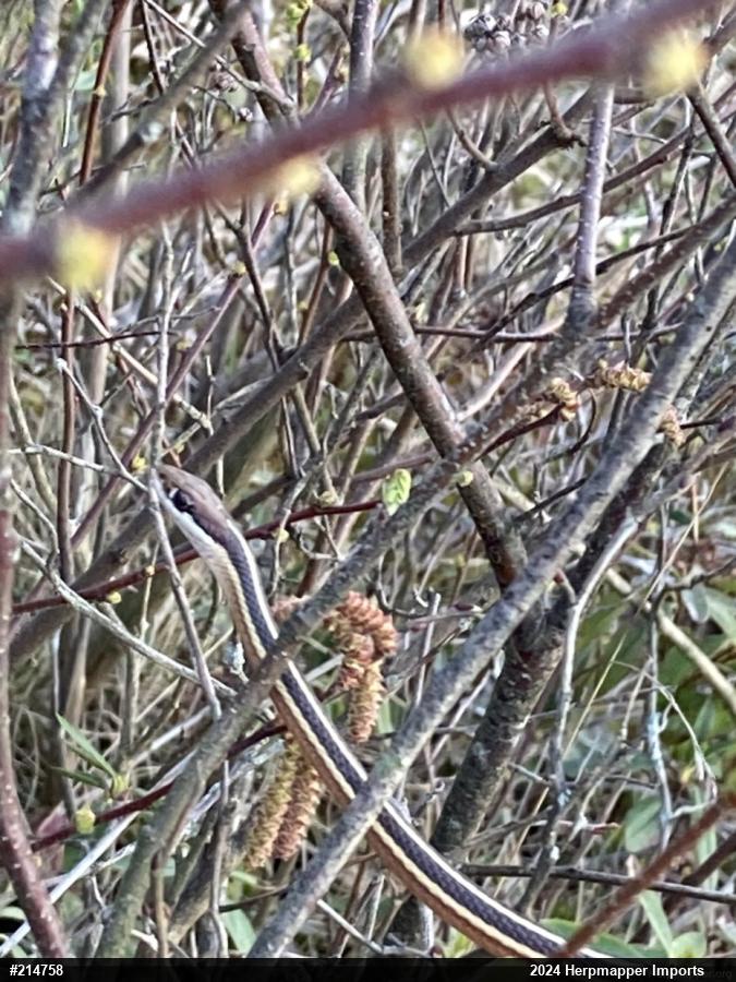 Common Ribbonsnake