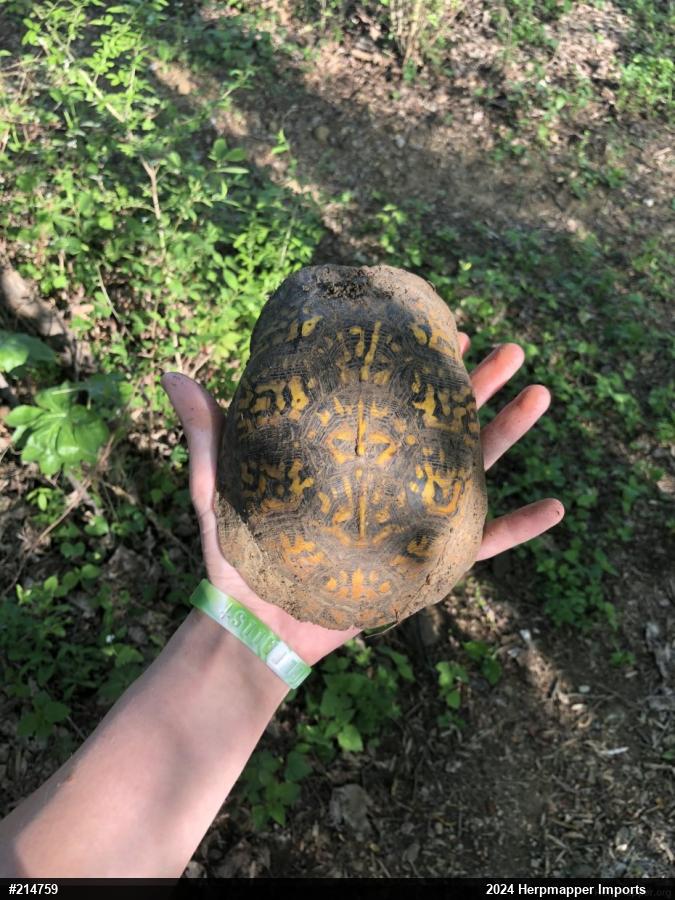 Eastern Box Turtle