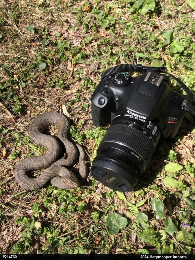 Northern Watersnake