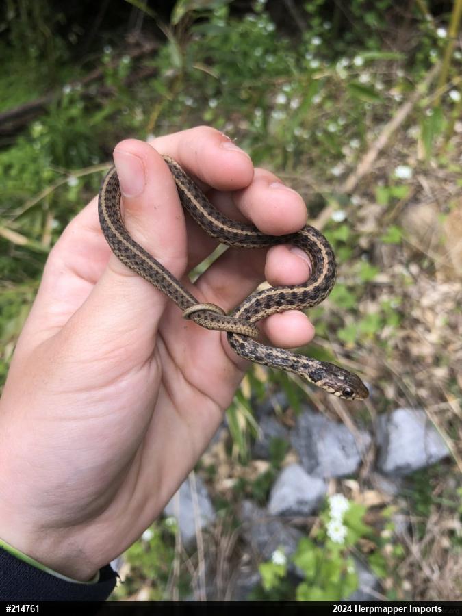 Eastern Gartersnake