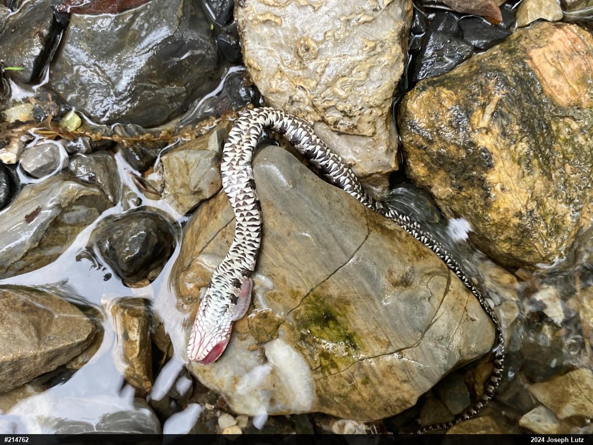 Northern Watersnake