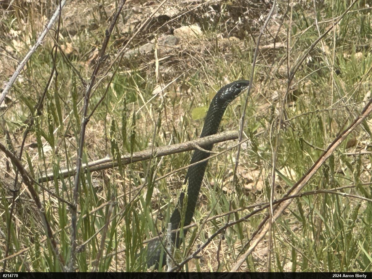Northern Black Racer