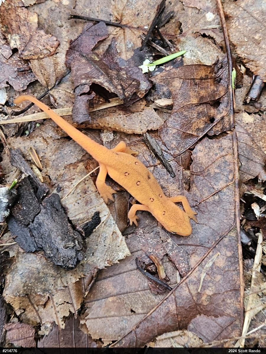 Red-spotted Newt