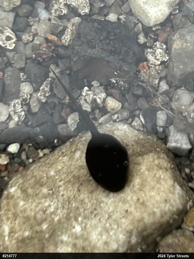 True Toads