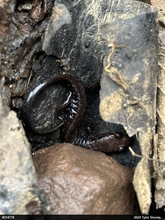 Allegheny Mountain Dusky Salamander