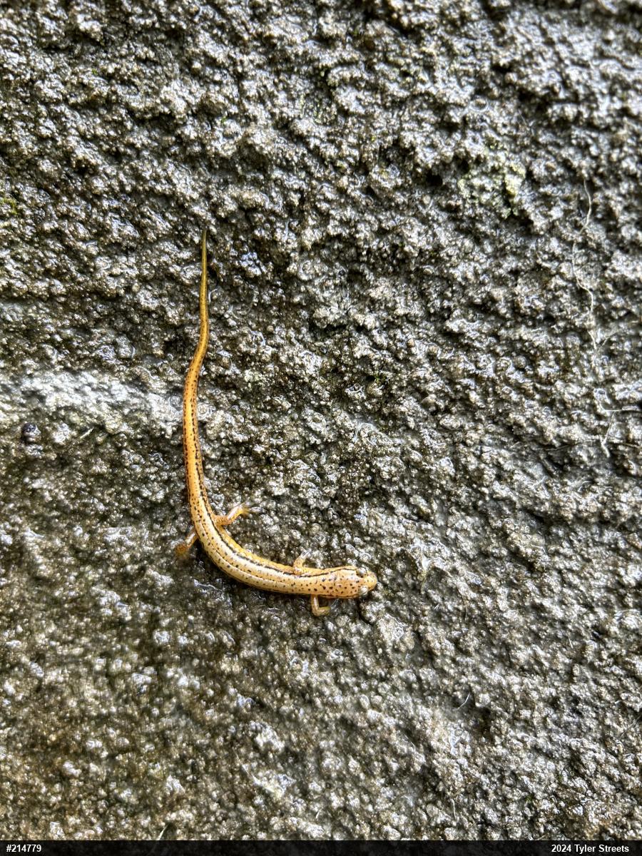Northern Two-lined Salamander