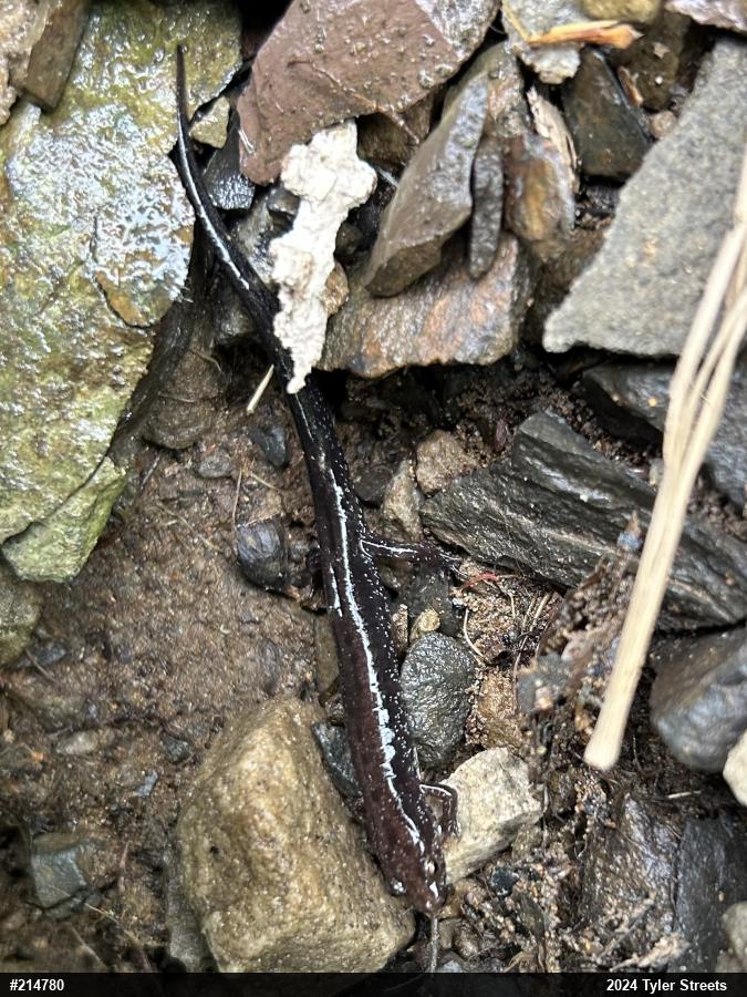 Allegheny Mountain Dusky Salamander
