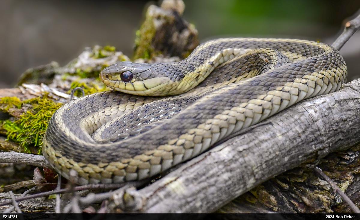 Eastern Gartersnake