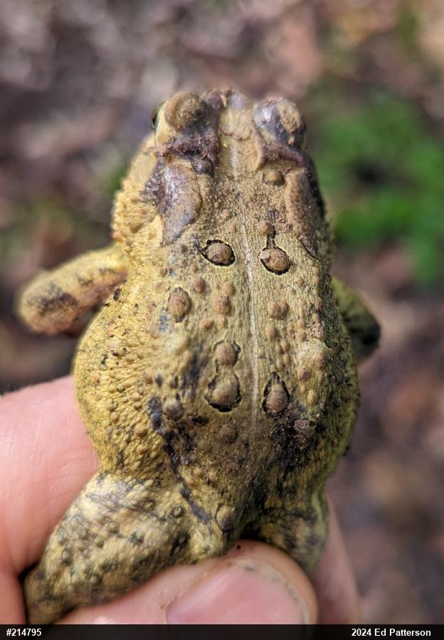 Eastern American Toad