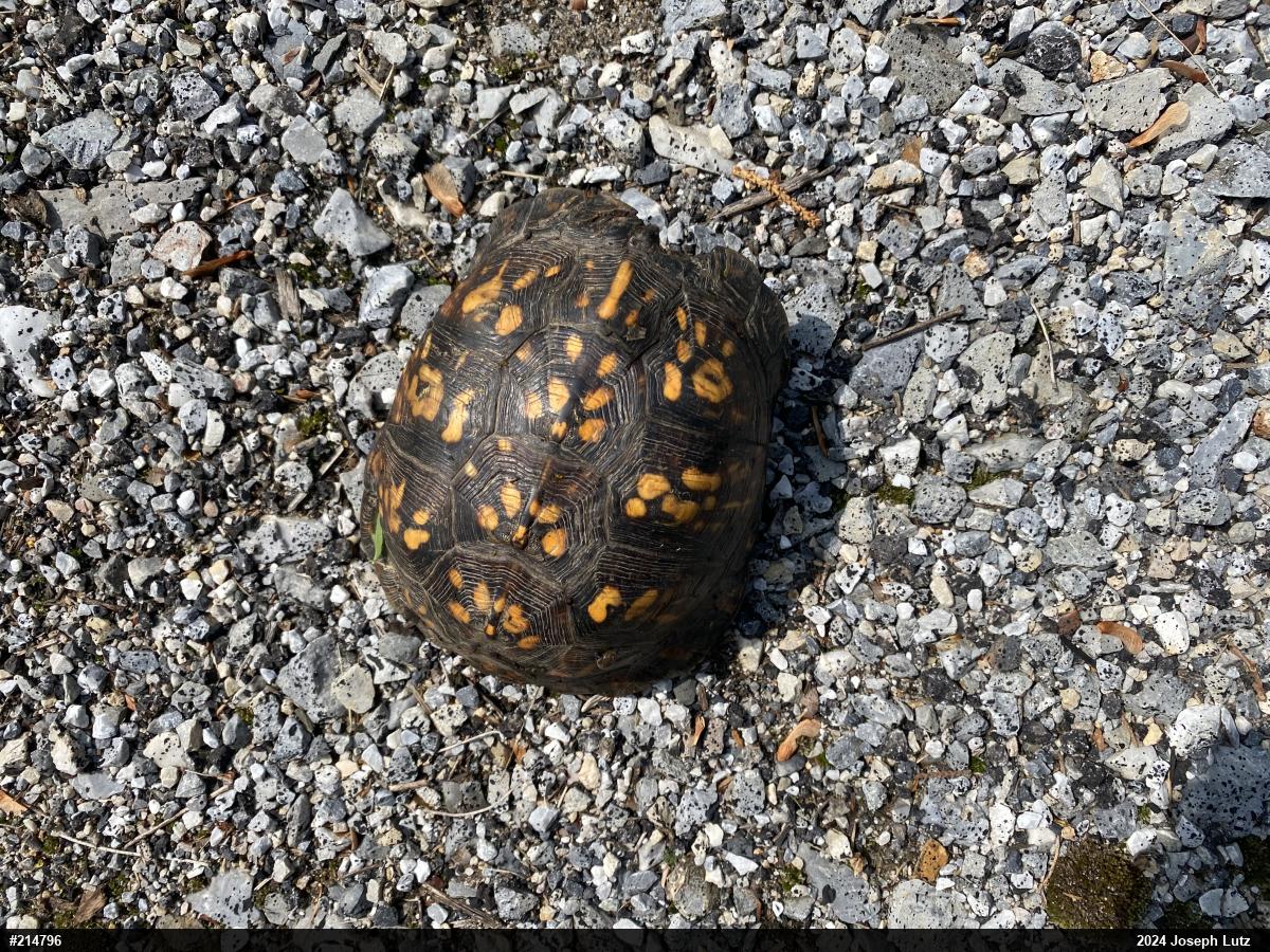 Eastern Box Turtle