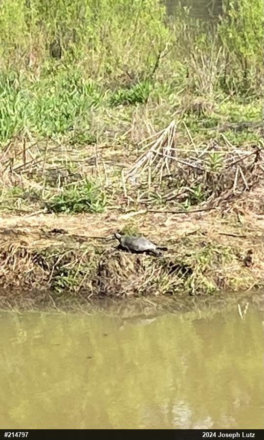 Pond Slider