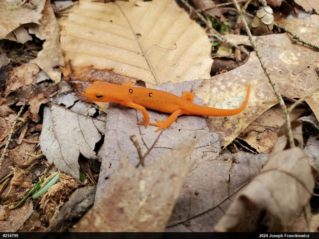 Red-spotted Newt