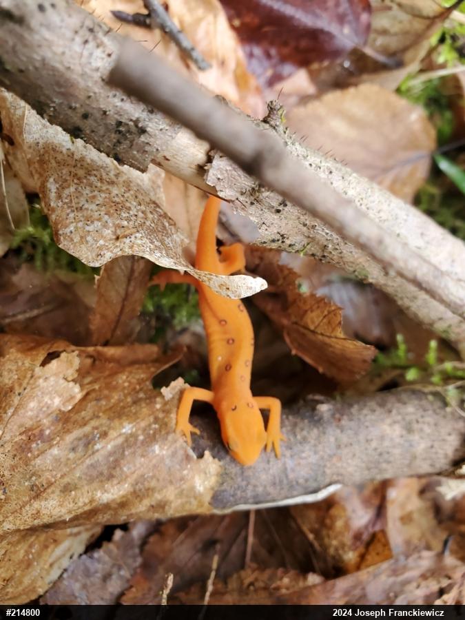 Red-spotted Newt