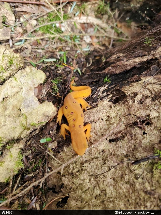Red-spotted Newt