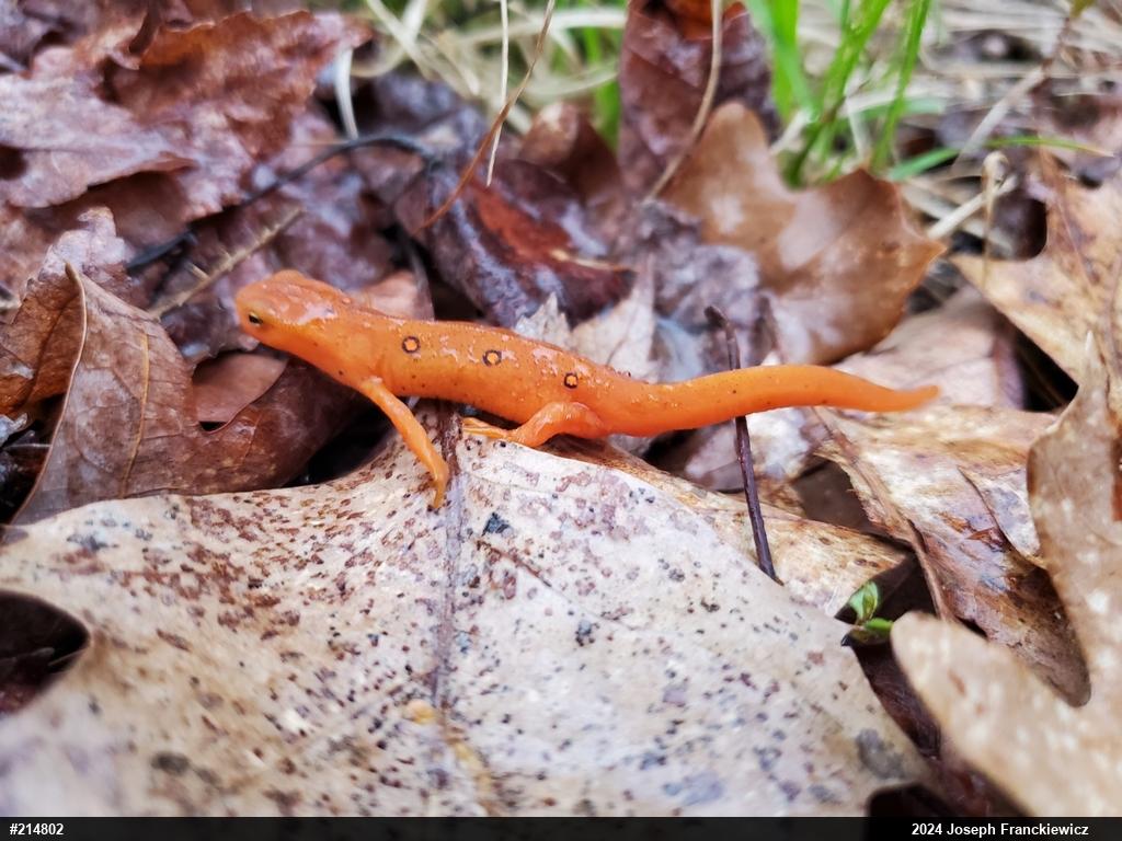 Red-spotted Newt