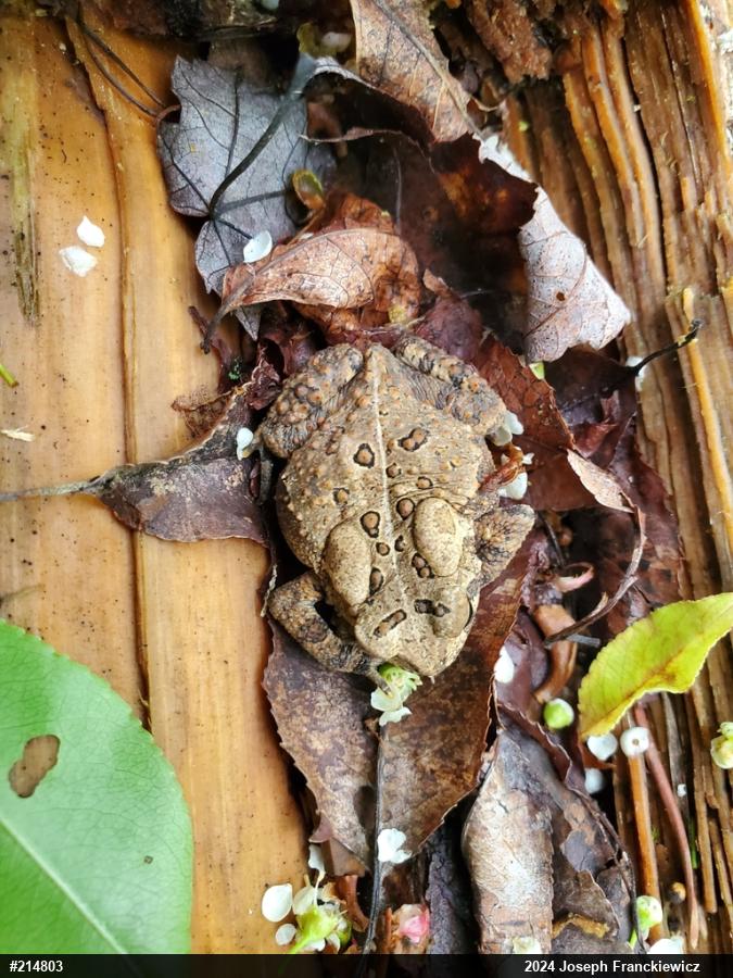 Eastern American Toad
