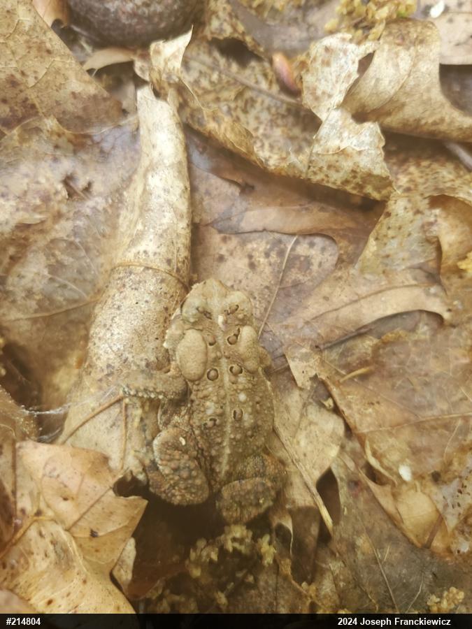 Eastern American Toad
