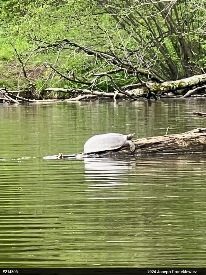 Eastern Spiny Softshell