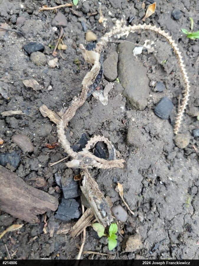 Eastern Gartersnake