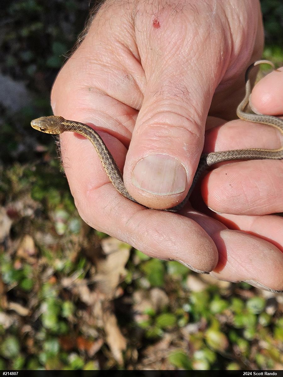 Eastern Gartersnake