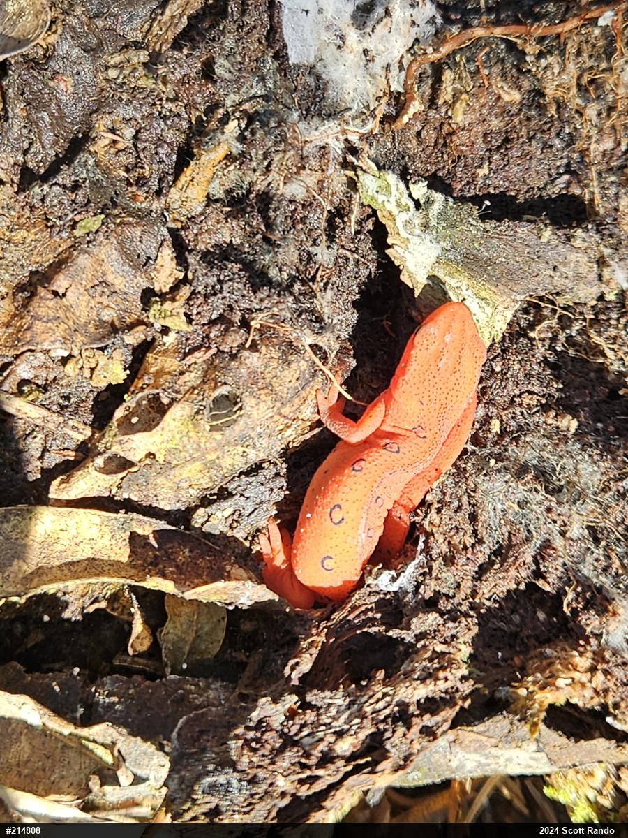 Red-spotted Newt