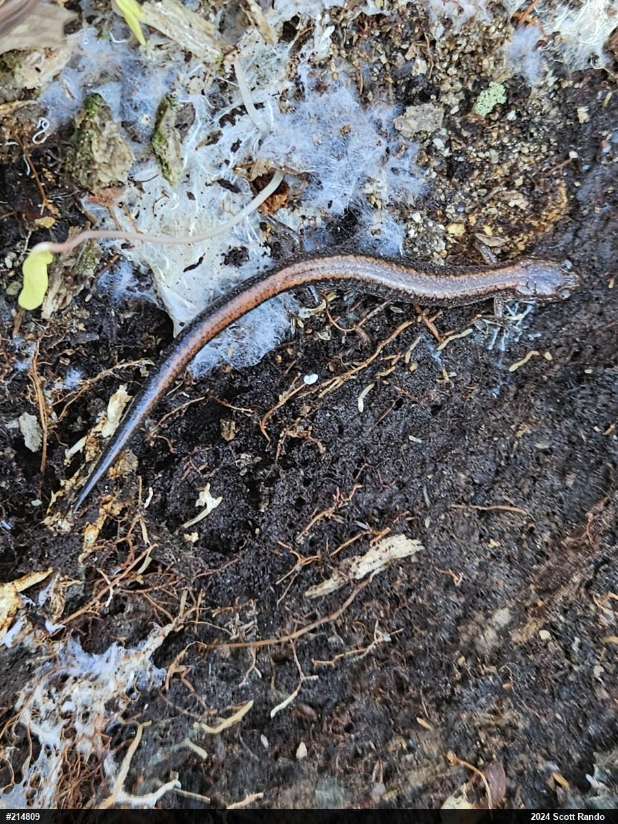 Eastern Red-backed  Salamander
