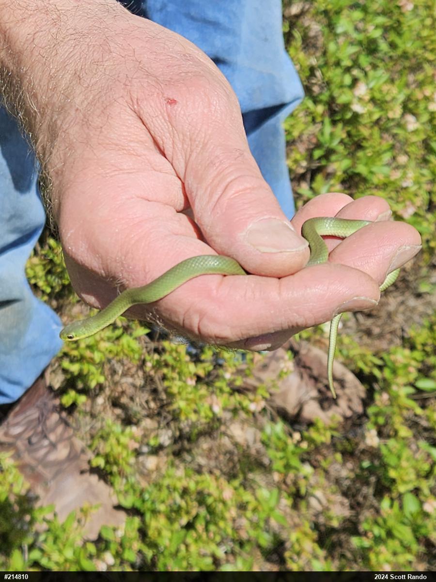 Smooth Greensnake