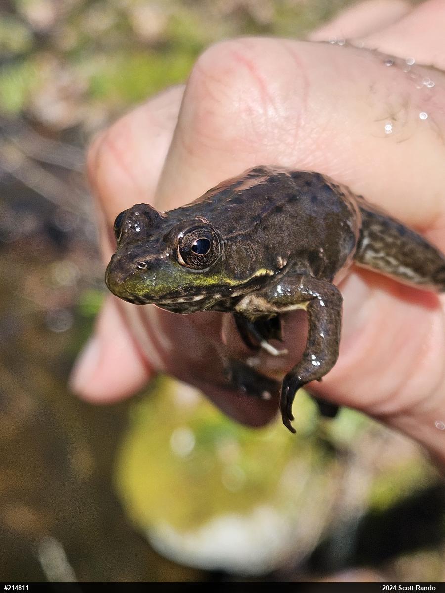 Green Frog
