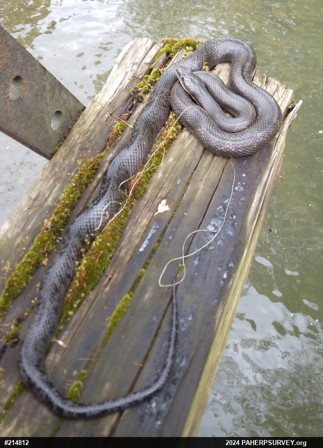 Eastern Ratsnake