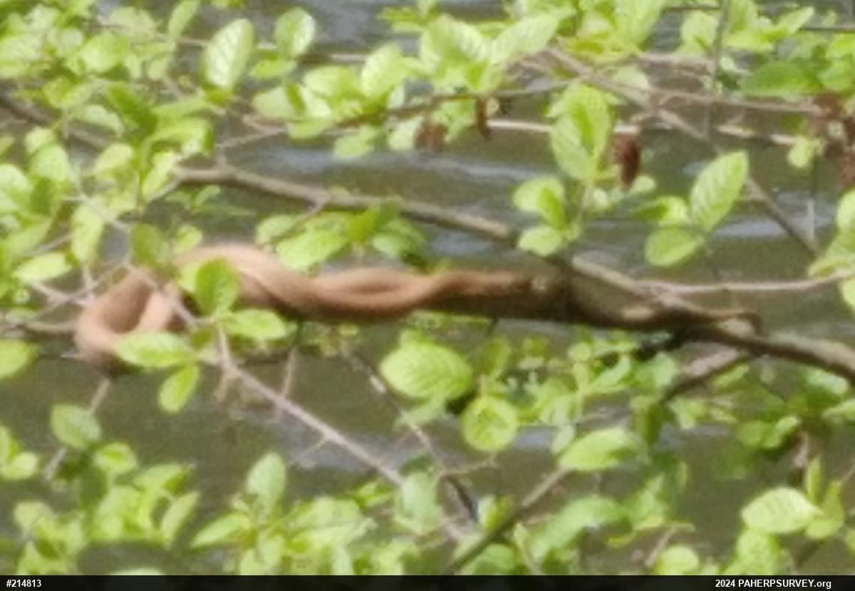 Northern Watersnake