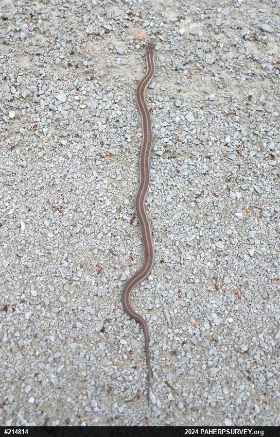 Eastern Gartersnake