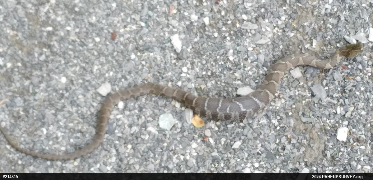 Northern Watersnake