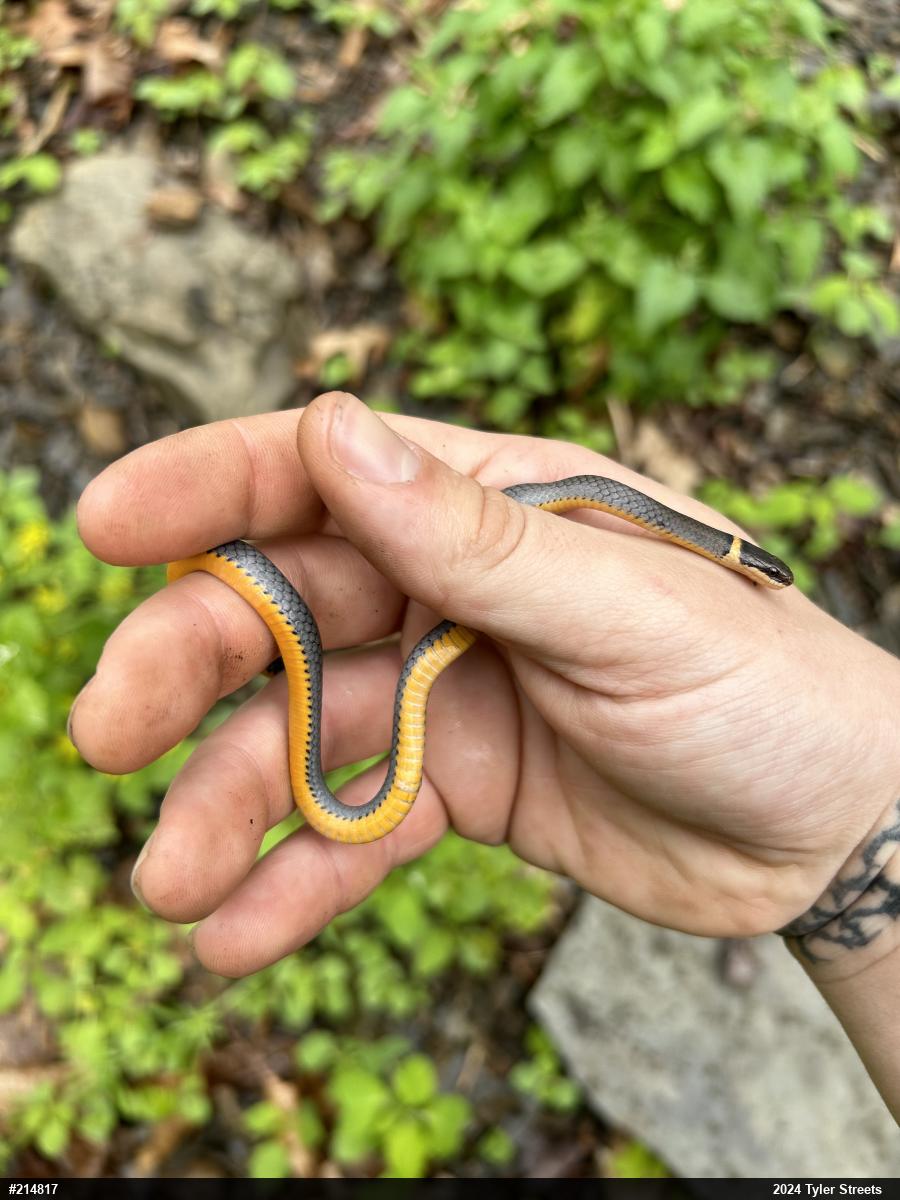 Northern Ring-necked Snake