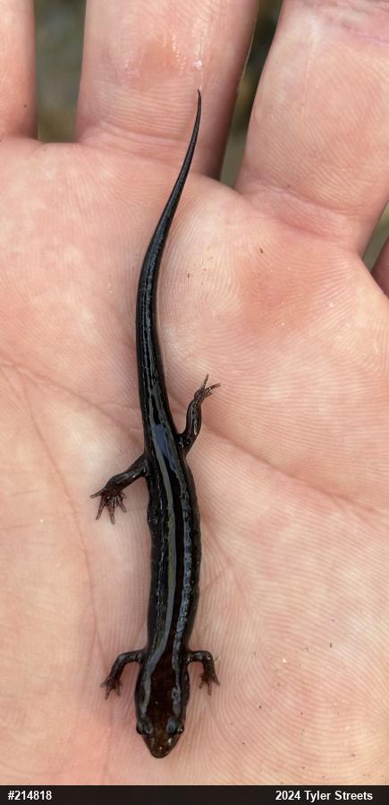 Allegheny Mountain Dusky Salamander
