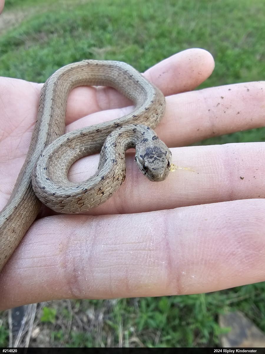 Dekay's Brownsnake